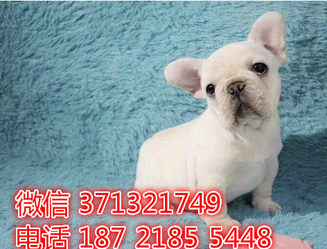 法斗出售，杭州法斗，法牛，特价法国斗牛犬狗狗