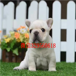  南昌哪里有卖斗牛犬虎斑法牛超短体法国斗牛