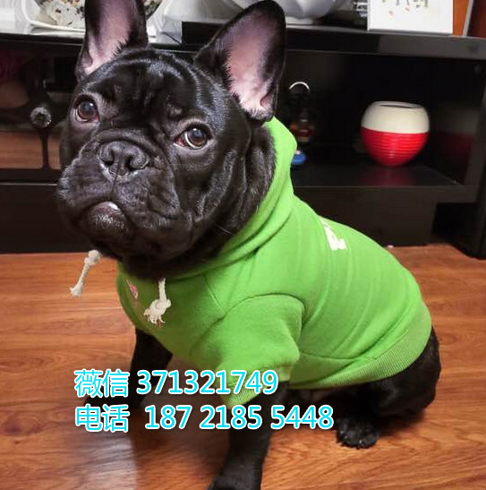 法斗出售纯种，苏州犬舍一窝  苏州狗场繁殖法斗纯黑色