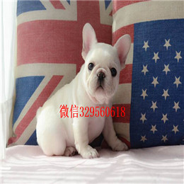  东营专业繁殖斗牛犬短体法斗奶油色法国斗牛犬斗牛犬图片