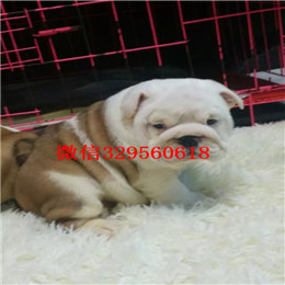  厦门出售斗牛犬虎斑法牛一道筋法国斗牛犬法