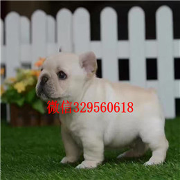  南宁哪里有卖法国斗牛犬虎斑法牛一道筋法国斗牛犬法国斗牛犬图片