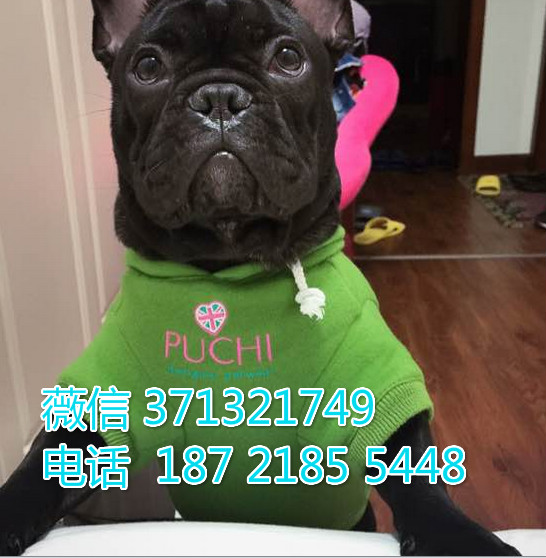 法斗出售纯种，苏州犬舍一窝  苏州狗场繁殖法斗纯黑色