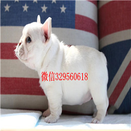  威海专业繁殖斗牛犬斗牛犬多少钱一只奶白色