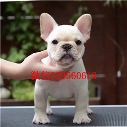  沧州哪里有卖斗牛犬法牛图片斗牛犬价格奶油