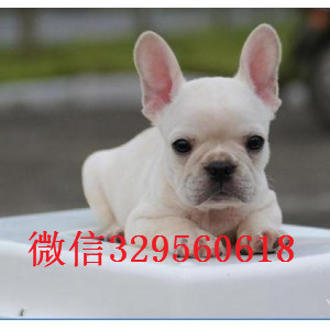  厦门哪里能买到纯种的法国斗牛犬黑色法国斗牛犬超短体法国斗牛犬法国斗牛犬价格