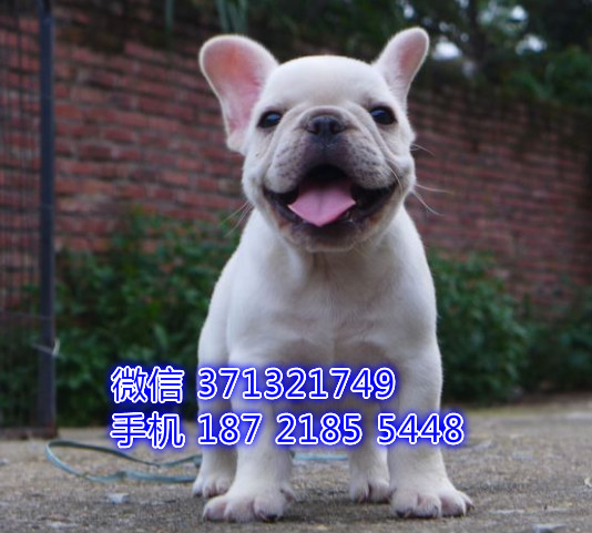 斗牛一窝 奶油色的健康聪明品相好 大连犬舍