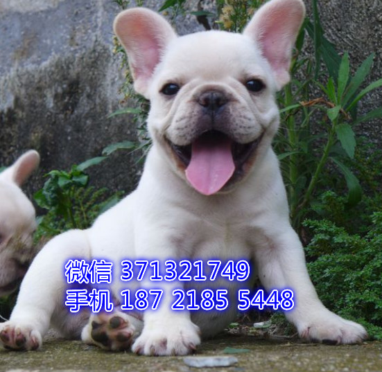 斗牛一窝 奶油色的健康聪明品相好 大连犬舍