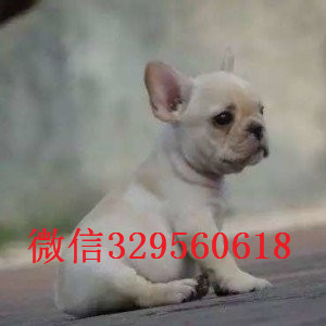  聊城出售斗牛犬虎斑法牛小体法牛多少钱法国