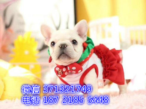 专业繁殖法斗出售，奶油色斗牛犬一窝 精品聪明