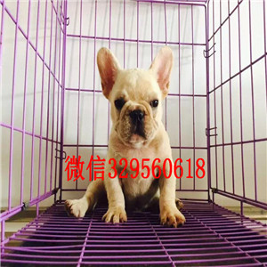  晋中哪里有卖斗牛犬黑色法国斗牛犬小体法牛