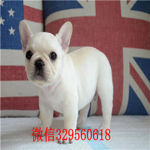  威海哪里有卖法国斗牛犬黑色法国斗牛犬超短体法国斗牛犬斗牛犬有体味吗