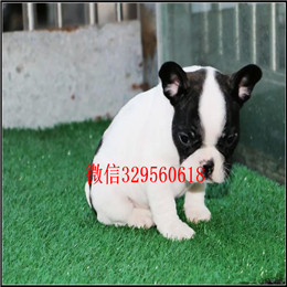  鸡西哪里有卖斗牛犬奶油色斗牛犬小体法牛多少钱法国斗牛犬犬舍