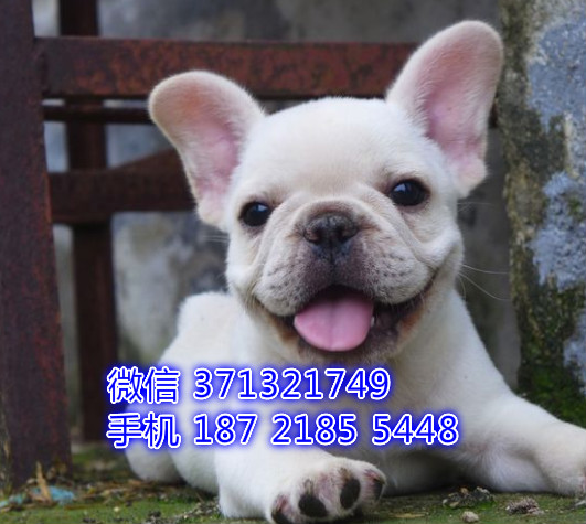 斗牛一窝 奶油色的健康聪明品相好 大连犬舍