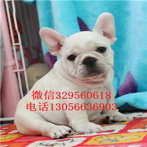  北京哪里有卖法国斗牛犬黑色法国斗牛犬双血