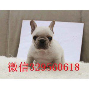  厦门哪里能买到纯种的法国斗牛犬黑色法国斗