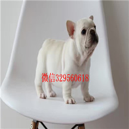  长沙出售斗牛犬奶油色斗牛犬一道筋法国斗牛