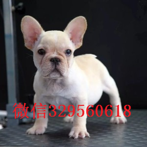  厦门哪里能买到纯种的法国斗牛犬黑色法国斗牛犬超短体法国斗牛犬法国斗牛犬价格