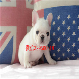  鸡西哪里有卖斗牛犬奶油色斗牛犬小体法牛多