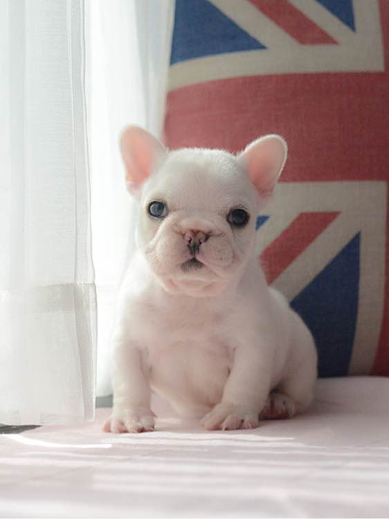  南昌哪里有卖斗牛犬黑白花法国斗牛犬双血统