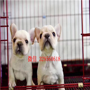  衡阳哪里有卖法国斗牛犬奶油色斗牛犬双血统法牛多少钱法国斗牛犬价格