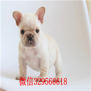  威海哪里有卖法国斗牛犬黑色法国斗牛犬超短体法国斗牛犬斗牛犬有体味吗