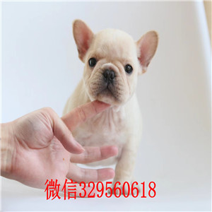  威海哪里有卖法国斗牛犬黑色法国斗牛犬超短体法国斗牛犬斗牛犬有体味吗