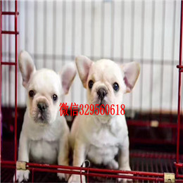  南宁哪里有卖斗牛犬黑色法国斗牛犬小体法牛