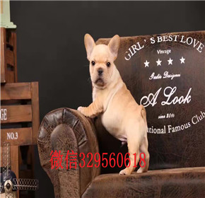   厦门哪里能买到纯种的法国斗牛犬黑白花法国