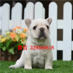  无锡专业犬舍繁殖可爱法牛宝宝 CKU认证绝对信誉