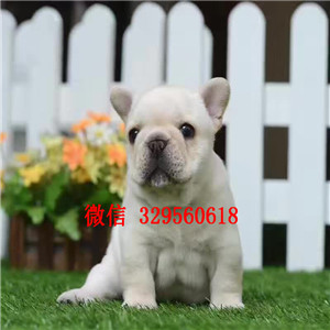  无锡专业犬舍繁殖可爱法牛宝宝 CKU认证绝对信誉