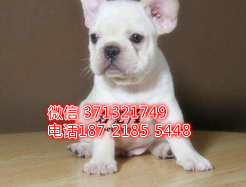 长沙法斗出售法国斗牛犬 长沙狗狗论坛 长沙宠