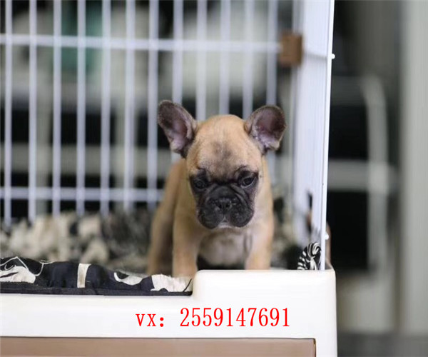 南昌奶油色法牛怎么卖的 南昌黑色法牛出售 南