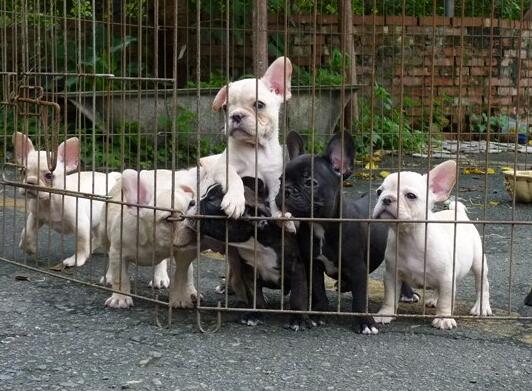 玉溪新平本地哪里有法斗狗场常年卖纯种法斗