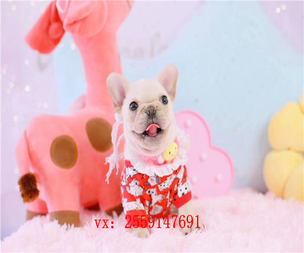 福州哪里卖奶白色法牛 福州黑色法牛怎么卖的 