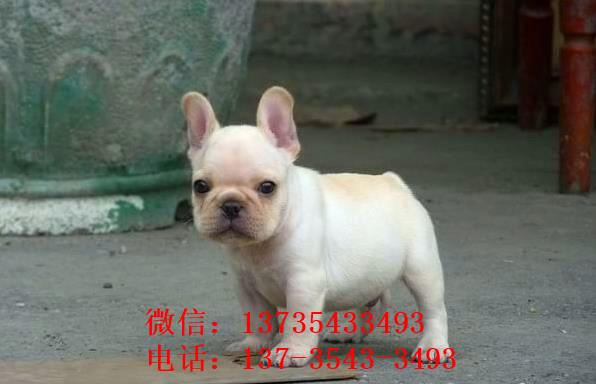 重庆宠物狗狗犬舍出售斗牛犬宠物狗市场在哪买