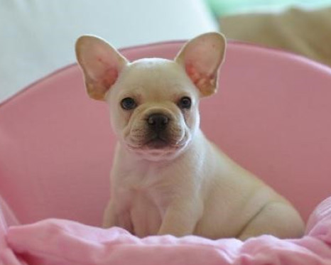 玉溪哪里卖宠物犬 玉溪哪里能买到纯种法国斗