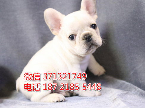 法斗出售，奶油色斗牛犬狗狗，长沙狗场长沙犬舍