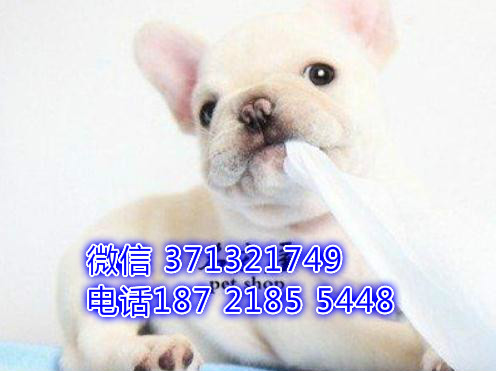 法斗出售，奶油色斗牛，杭州狗场出售法斗