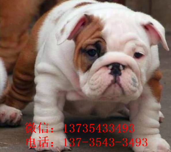 南昌宠物狗狗出售纯种斗牛犬幼犬狗狗领养 可