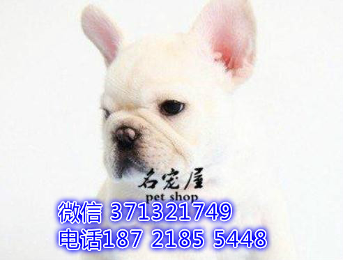 南宁犬舍 法斗特价宠物狗狗 南宁狗场繁殖 小型犬大型犬