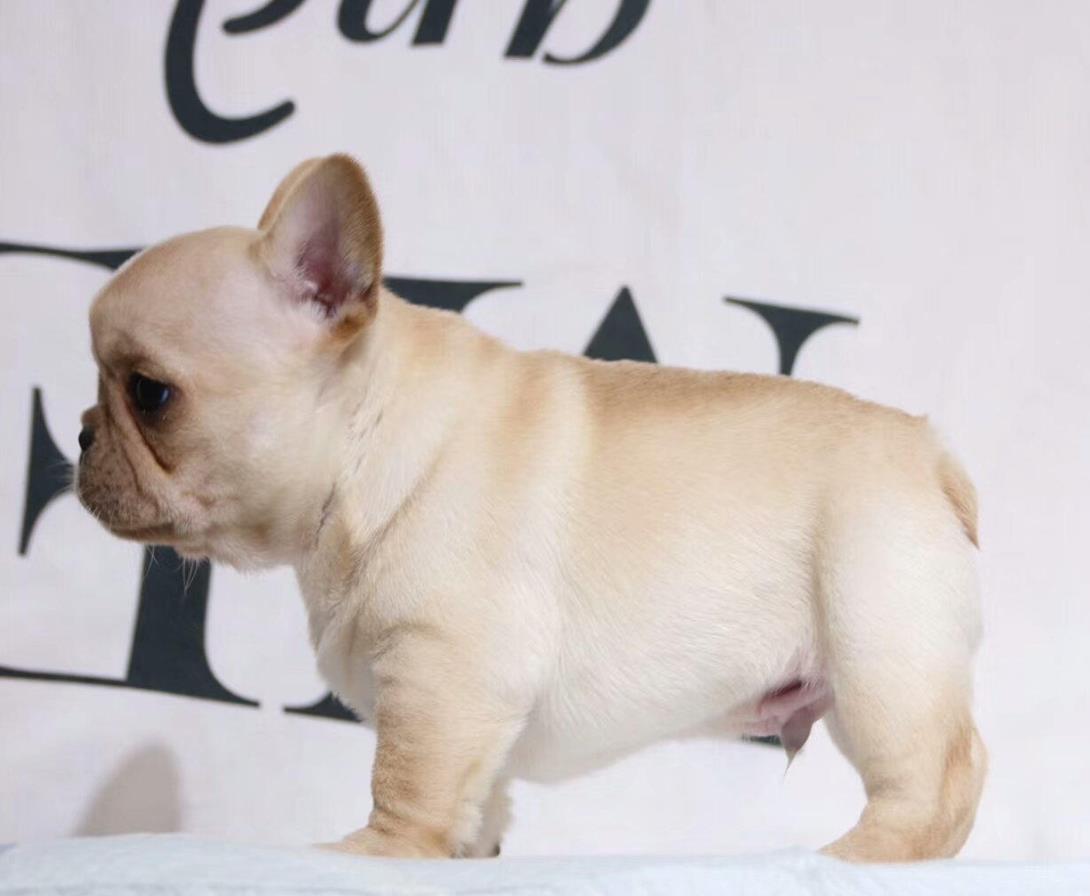 舟山宠物狗 犬舍直销斗牛犬 宠物狗市场在哪网