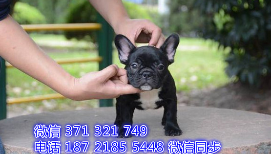 长沙法斗犬出售纯种幼犬 长沙犬舍哪里有宠物