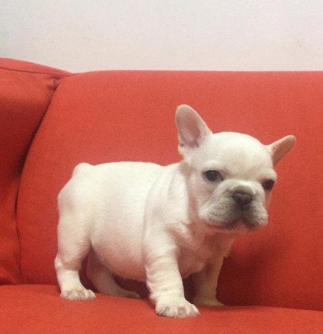 杭州宠物狗犬舍出售纯种斗牛犬 哪里有法斗领