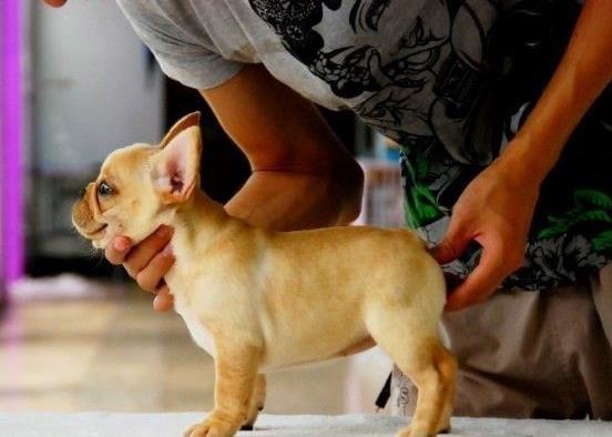 北京宠物狗狗出售纯种斗牛犬幼犬狗狗领养 可