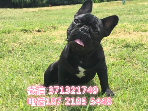 法斗出售，法国斗牛犬狗狗，北京犬舍出售法斗