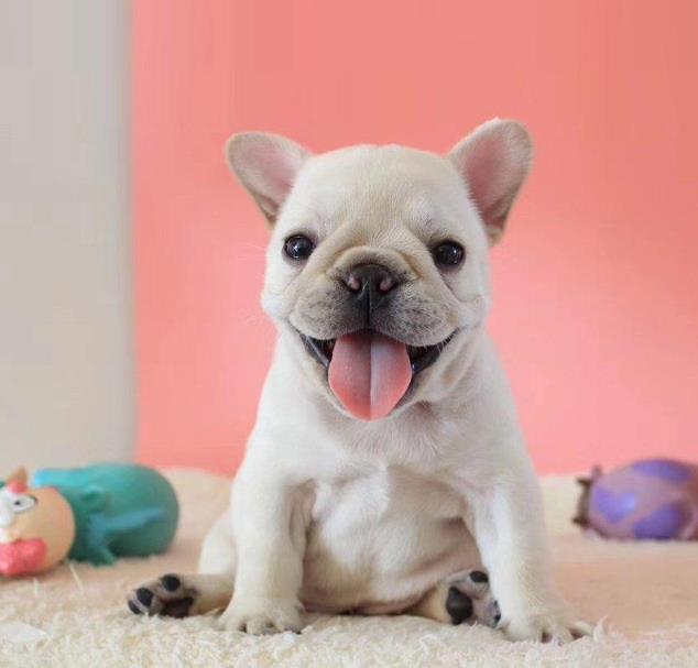 太原宠物狗犬舍出售斗牛犬 狗市在哪买狗 哪里