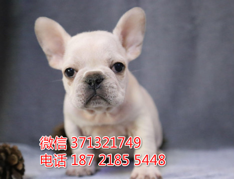 法斗出售杭州法国斗牛犬出售幼犬 杭州犬舍