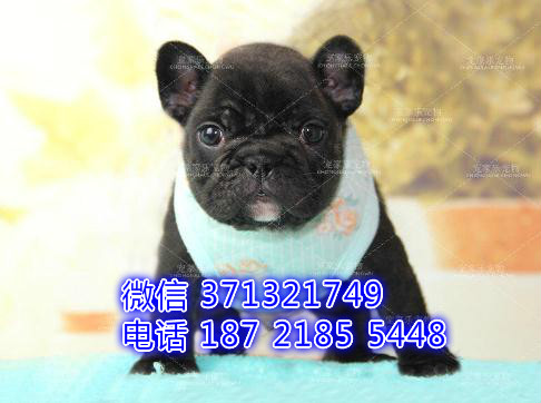 深圳狗场 法斗犬出售纯种 深圳特价宠物狗狗专