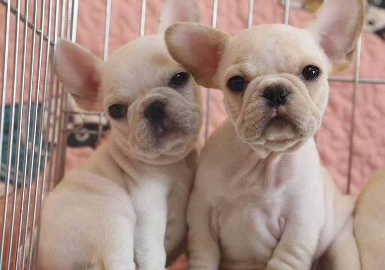 北京宠物狗犬舍出售斗牛犬 狗市在哪买狗 哪里